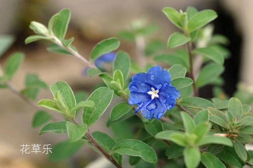 炒熟的决明子国产成人香蕉在线视频网站，养生新宠，点亮健康的灯火